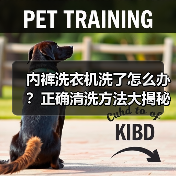 内裤洗衣机洗了怎么办？正确清洗方法大揭秘（图1）