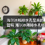 海尔冰箱排水孔是直的管吗 海尔冰箱排水孔使用方法【详解】(图4) 海尔冰箱排水孔是直的管吗 海尔冰箱排水孔使用方法【详解】(图4)