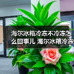 海尔冰箱冷冻不冷冻怎么回事儿 海尔冰箱冷冻不冷冻的原因及解决方法【详解】（图3）