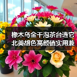 橡木乌金干泡茶台选它 北美胡色高颜值实用兼具？（图3）